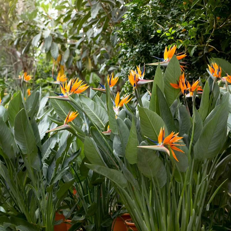 Oiseau du paradis Strelitzia