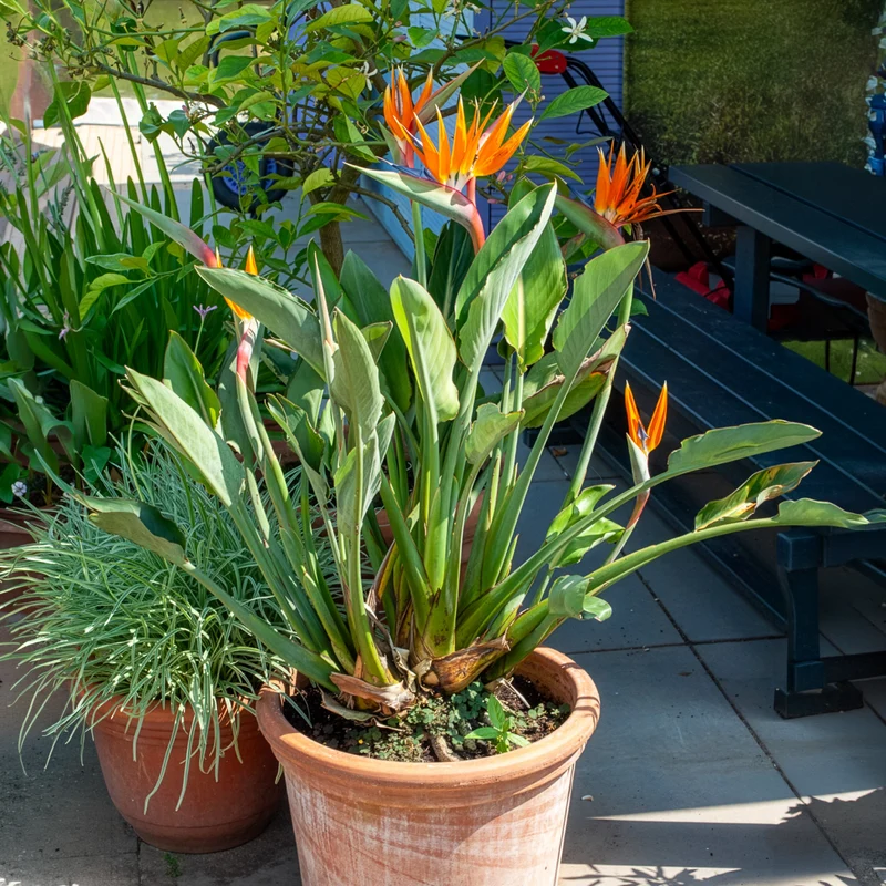 Oiseau du paradis Strelitzia