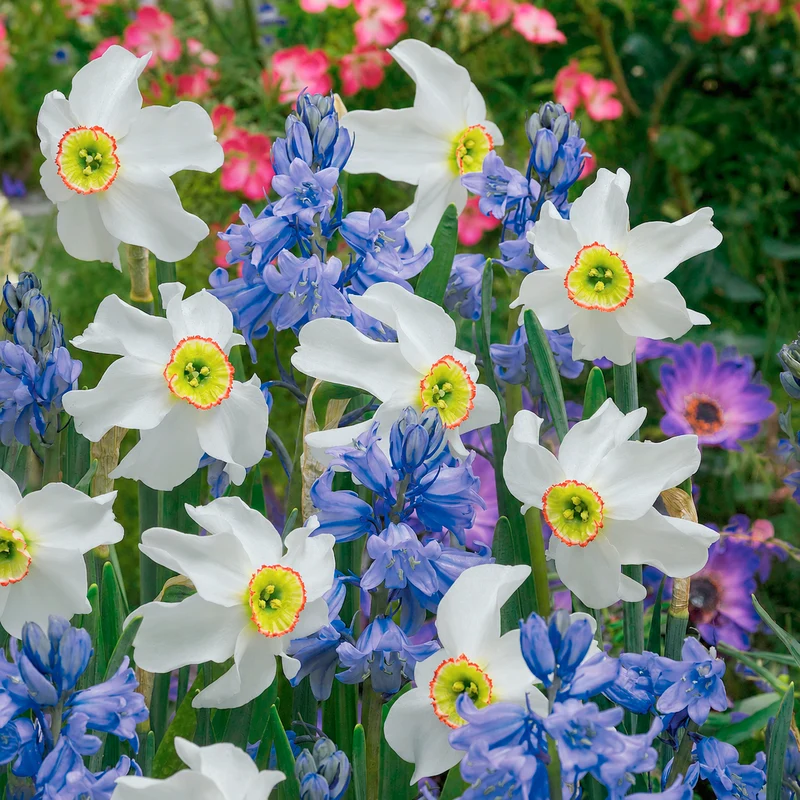 20 Bulbes pour massifs blancs et bleus en mélange