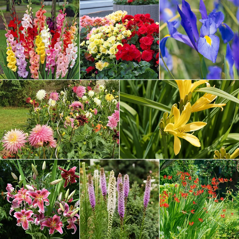 Massif d'été fleuri en mélange - 1,5 m²