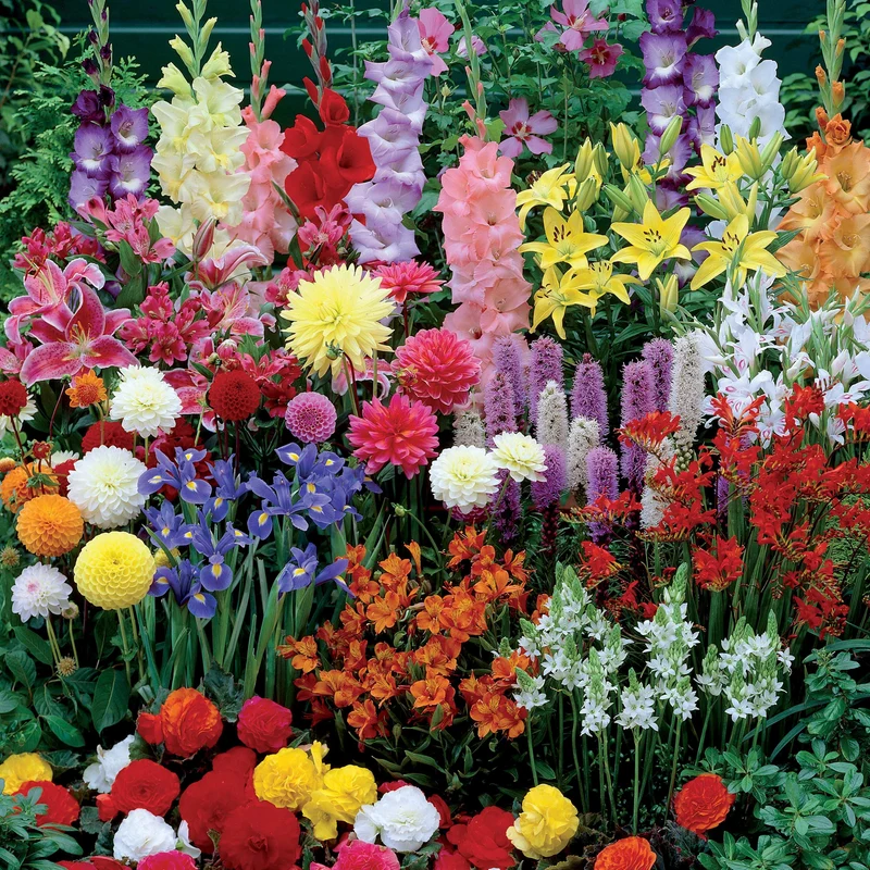 Massif d'été fleuri en mélange - 1,5 m²