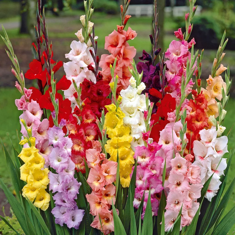 Massif d'été fleuri en mélange - 1,5 m²