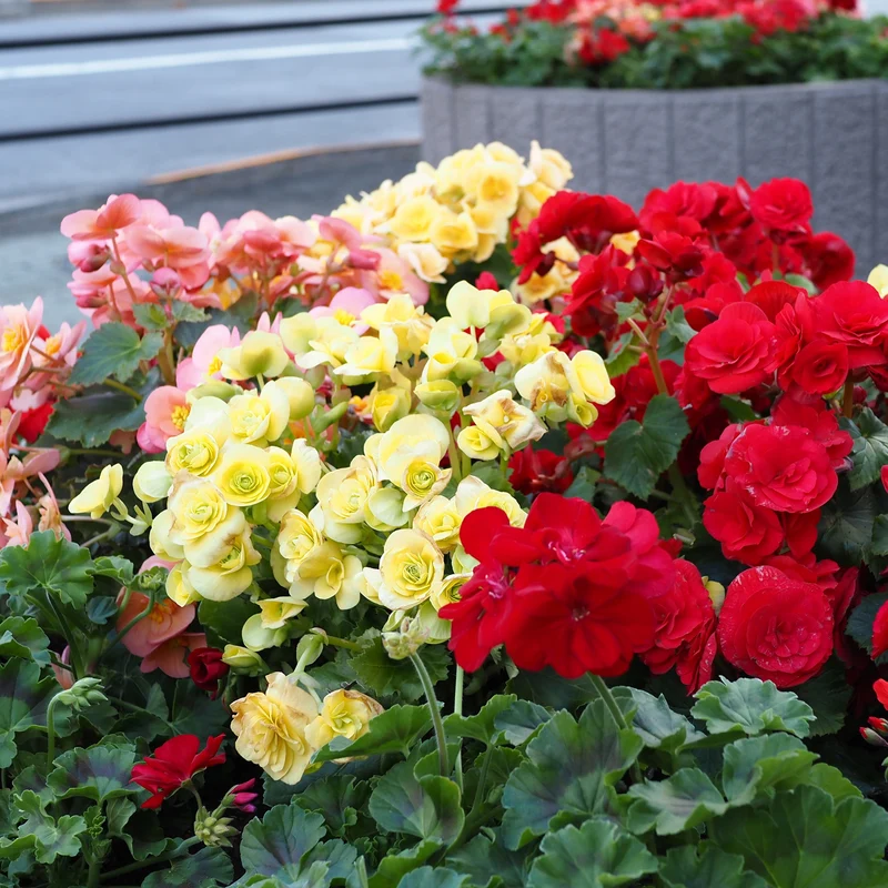 Massif d'été fleuri en mélange - 1,5 m²