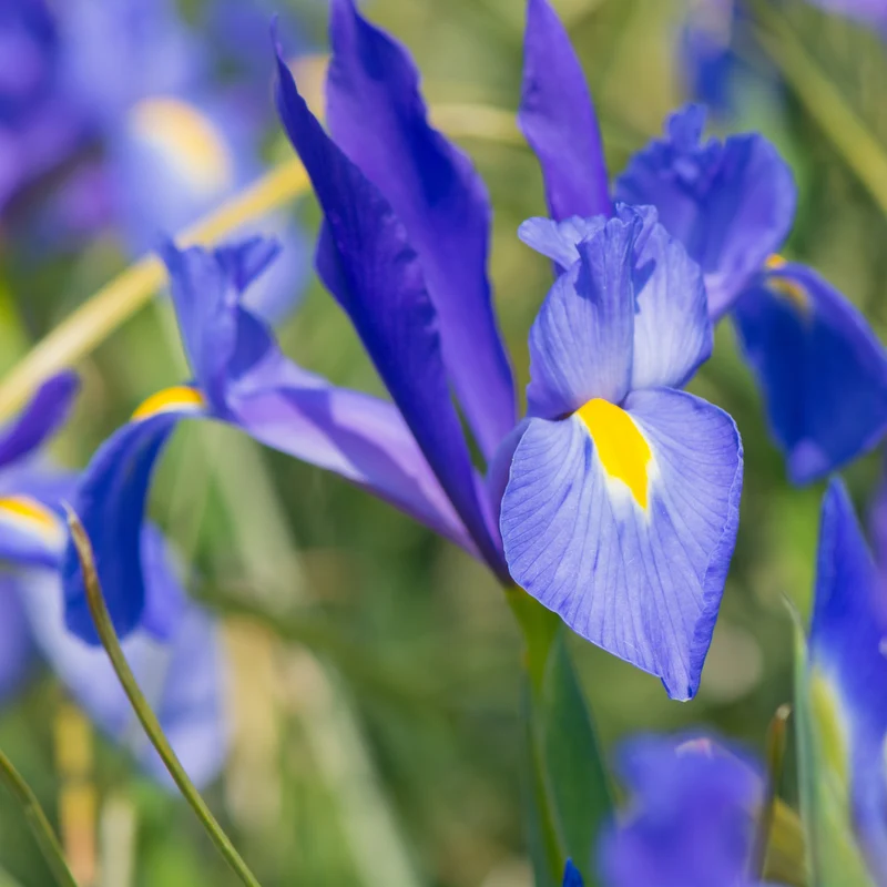 Massif d'été fleuri en mélange - 1,5 m²