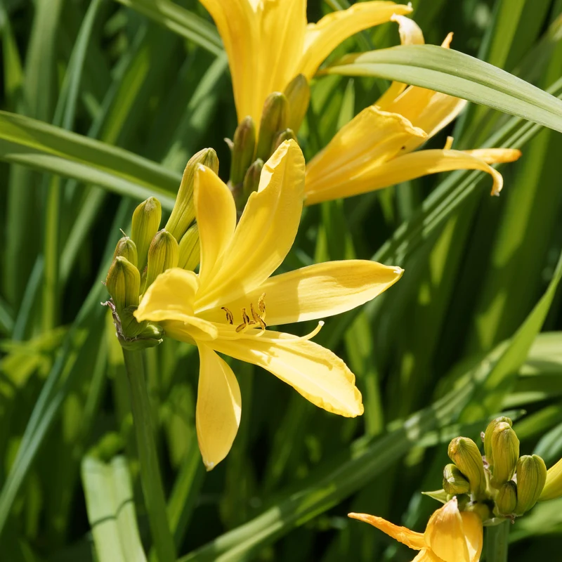 Massif d'été fleuri en mélange - 1,5 m²