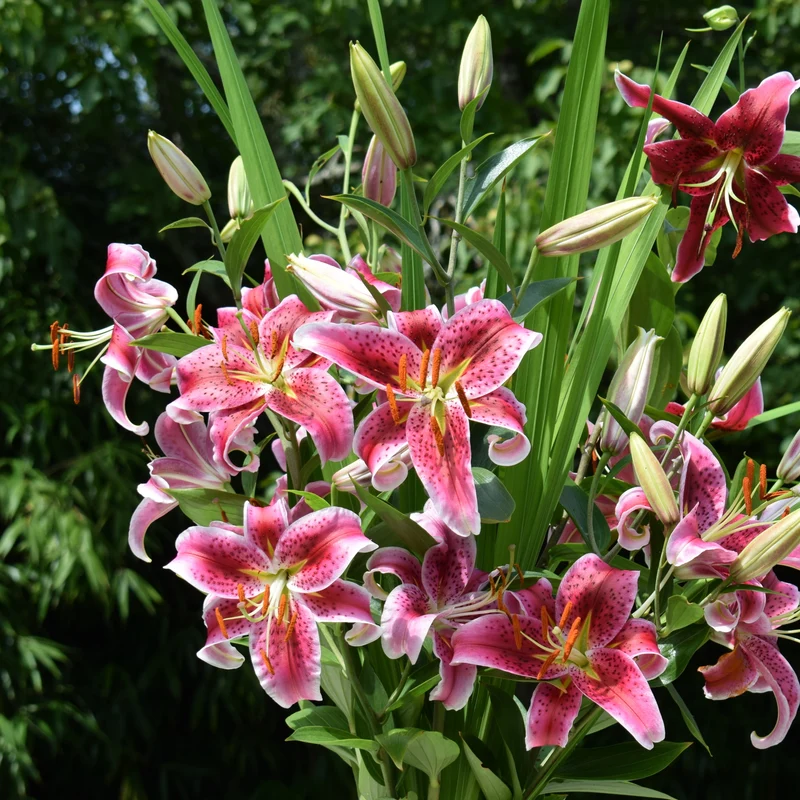 Massif d'été fleuri en mélange - 1,5 m²