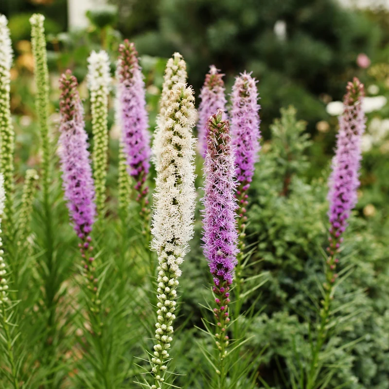 Massif d'été fleuri en mélange - 1,5 m²