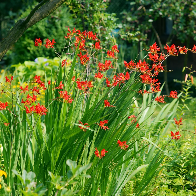Massif d'été fleuri en mélange - 1,5 m²