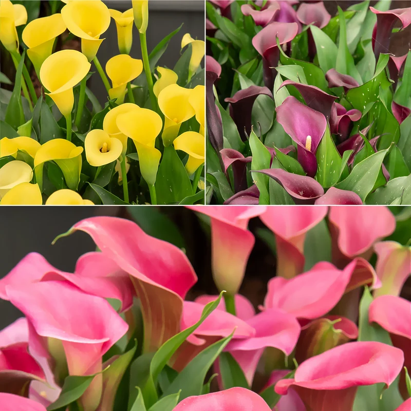 3 Callas rose, jaune, pourpre en mélange