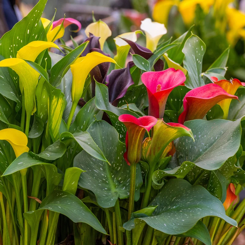 3 Callas rose, jaune, pourpre en mélange