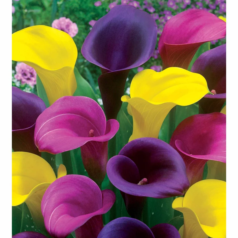 3 Callas rose, jaune, pourpre en mélange