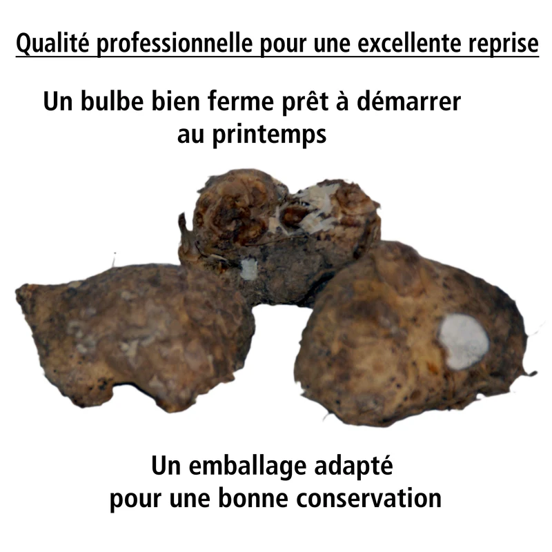 3 Callas blanc, pourpre, rose en mélange