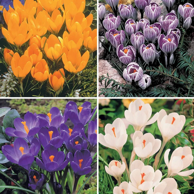 60 Crocus blanc violet, jaune, blanc, violet en mélange