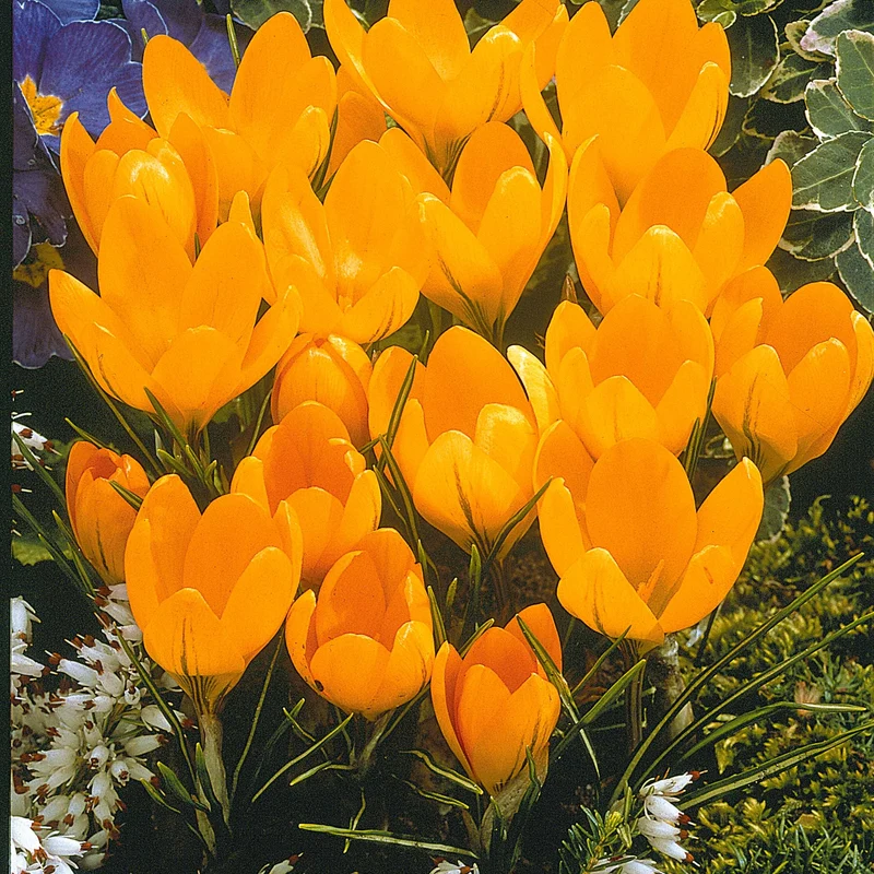 60 Crocus blanc violet, jaune, blanc, violet en mélange