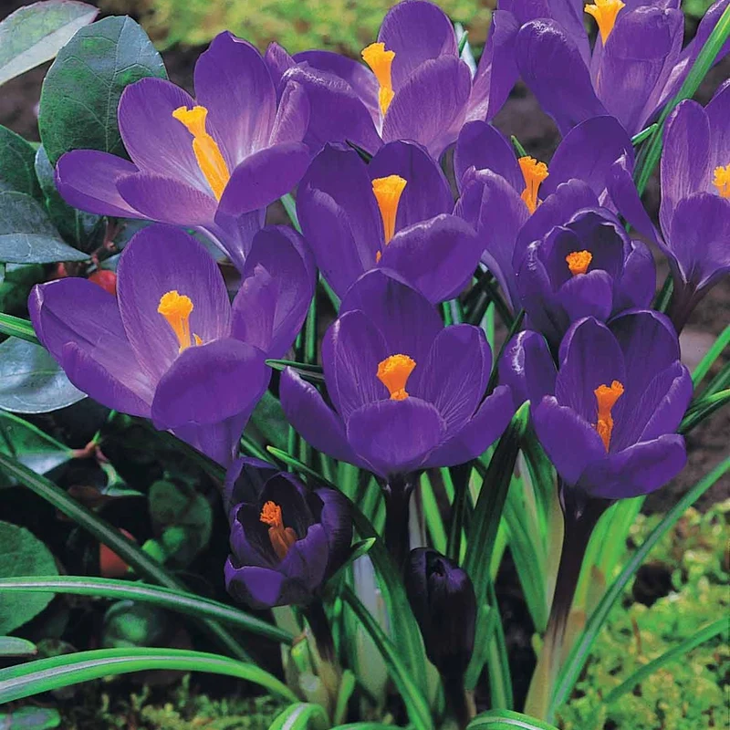 60 Crocus blanc violet, jaune, blanc, violet en mélange