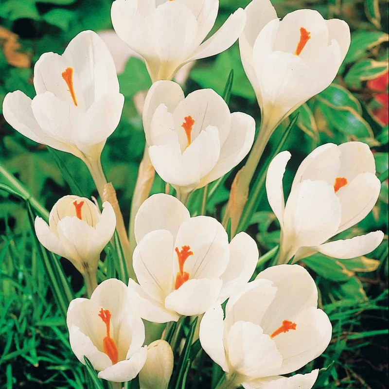 60 Crocus blanc violet, jaune, blanc, violet en mélange