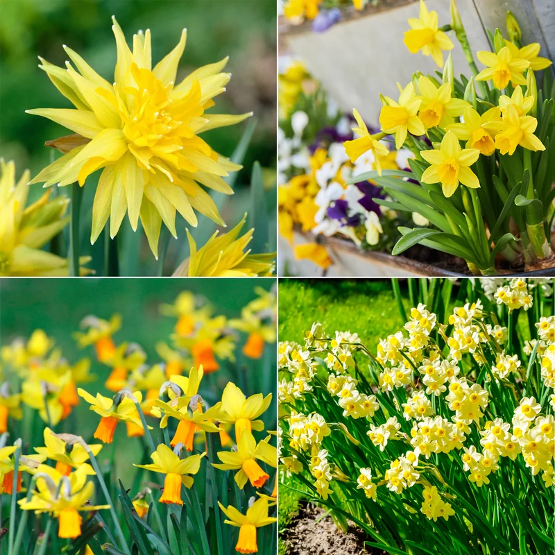 Collection de 30 mini Narcisses : Jet fire, Rip van Winkle, Tête à tête