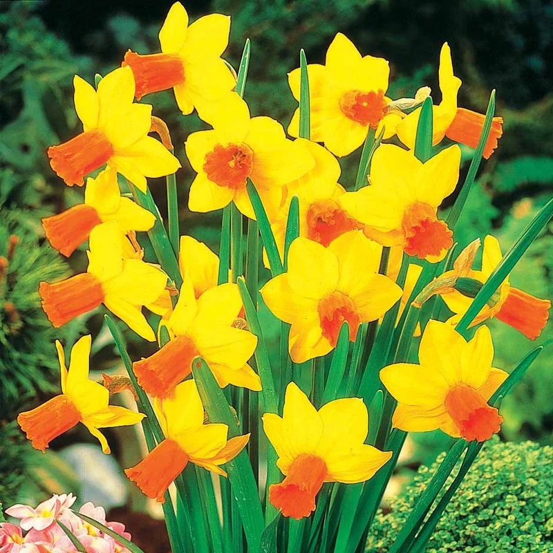 Collection de 30 mini Narcisses : Jet fire, Rip van Winkle, Tête à tête
