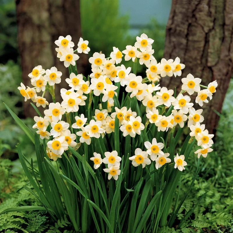Collection de 30 mini Narcisses : Jet fire, Rip van Winkle, Tête à tête