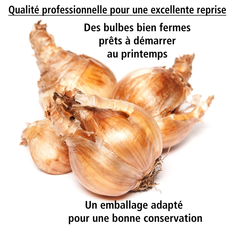 Collection de 30 mini Narcisses : Jet fire, Rip van Winkle, Tête à tête