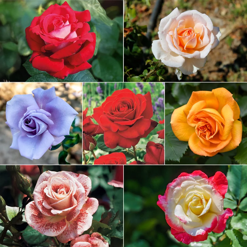 Collection de 7 Rosiers buissons