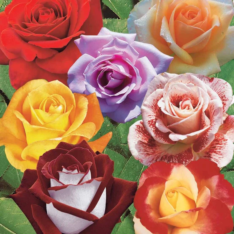 Collection de 7 Rosiers buissons