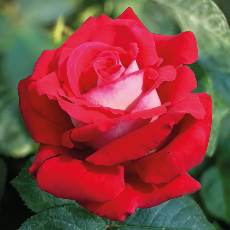 Collection de 7 Rosiers buissons