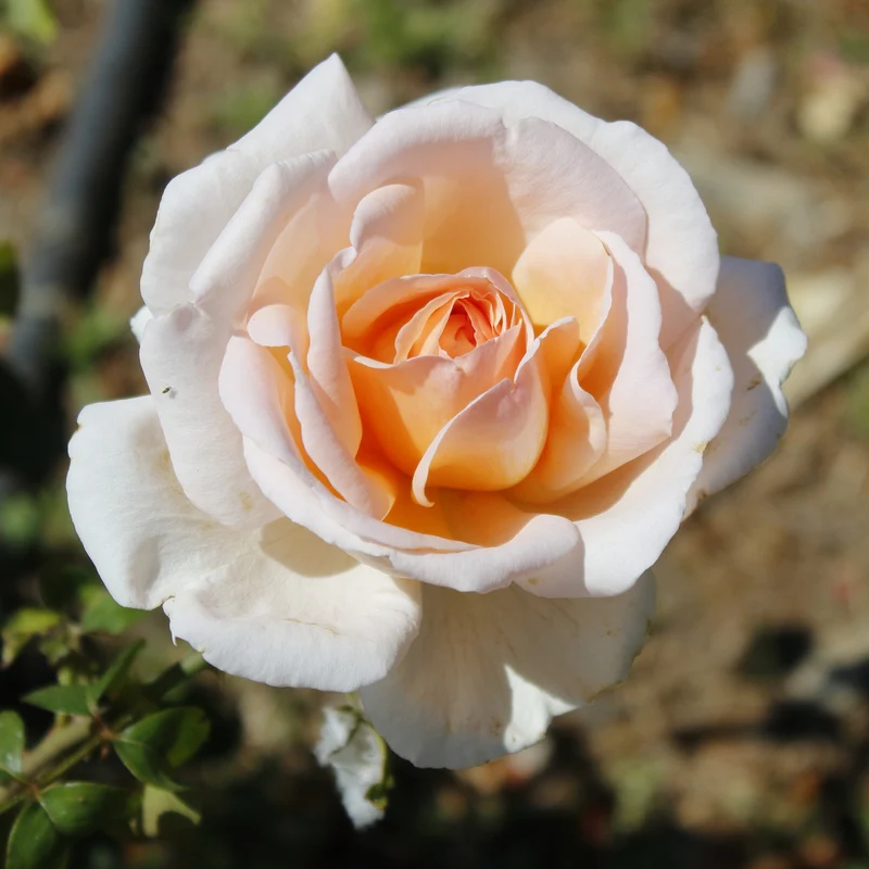 Collection de 7 Rosiers buissons