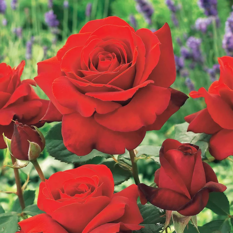 Collection de 7 Rosiers buissons