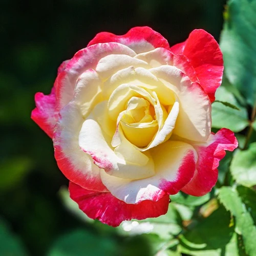 Collection de 7 Rosiers buissons