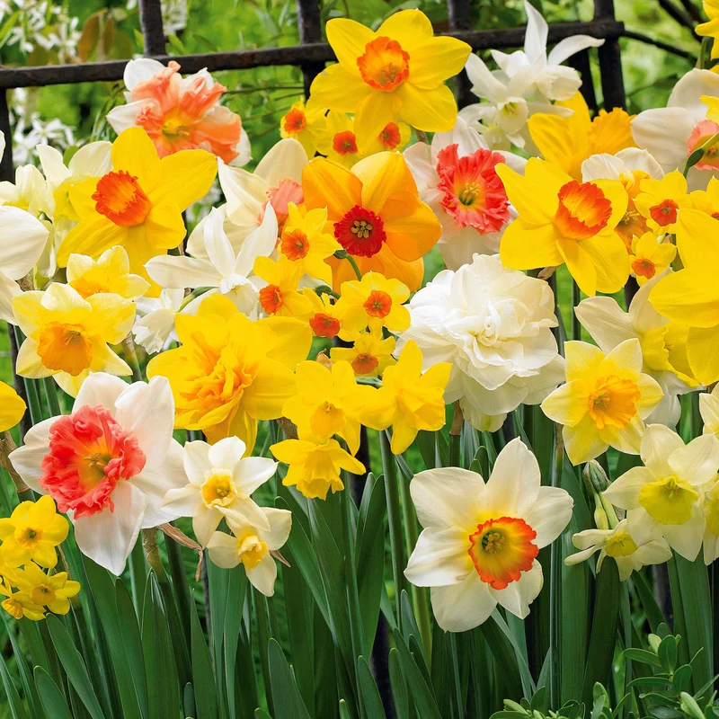 Narcisses en mélange