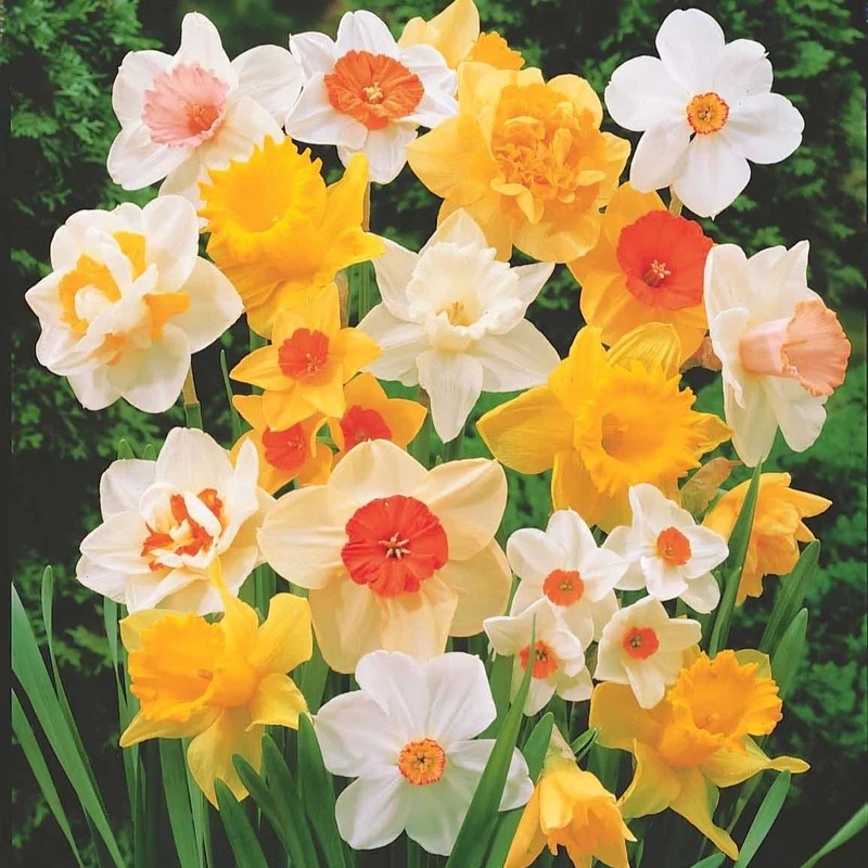 Narcisses en mélange