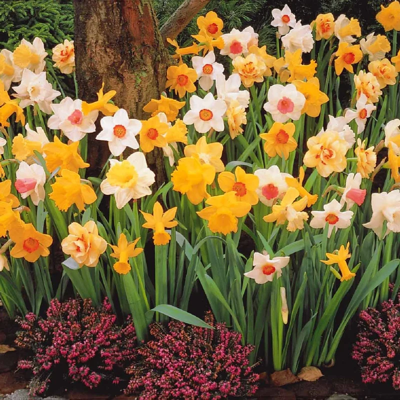 Narcisses en mélange