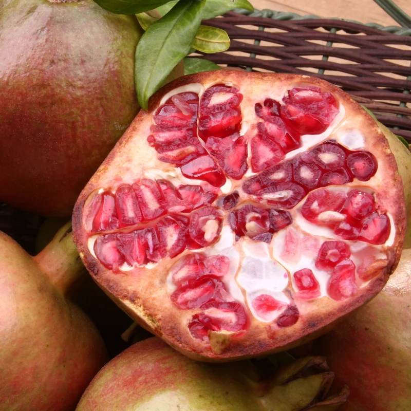 Grenadier à fruits Fina Tendral