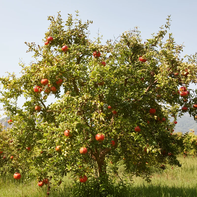 Grenadier à fruits Fina Tendral