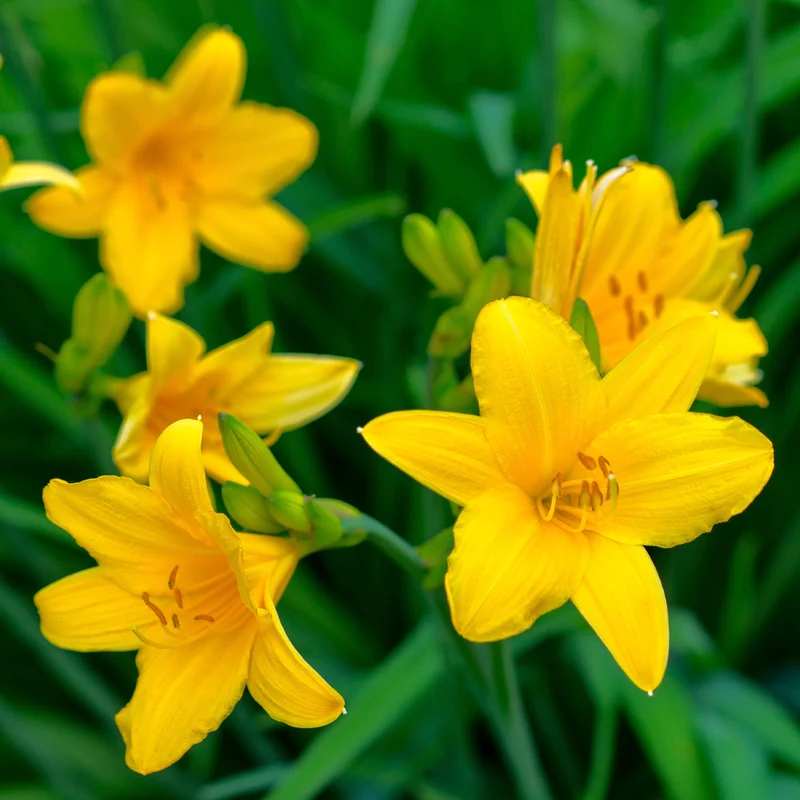 5 Lis perpétuels en mélange