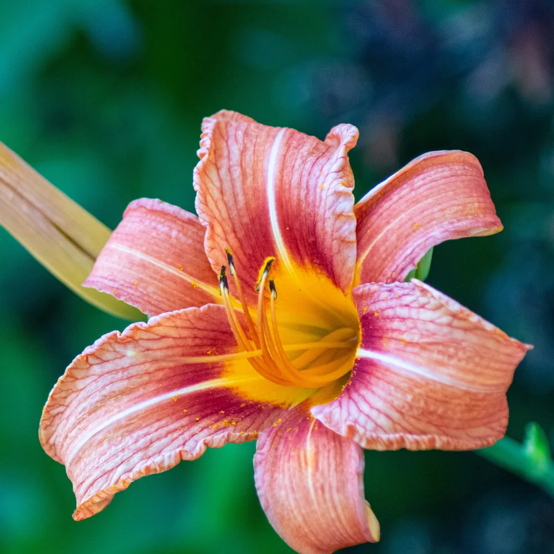5 Lis perpétuels en mélange