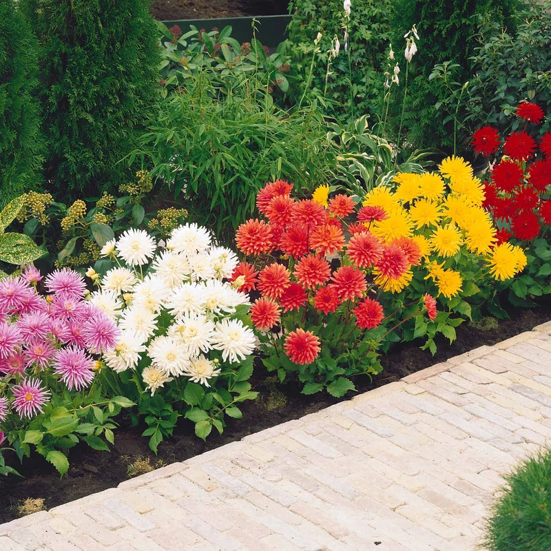 5 Dahlias cactus nains en mélange