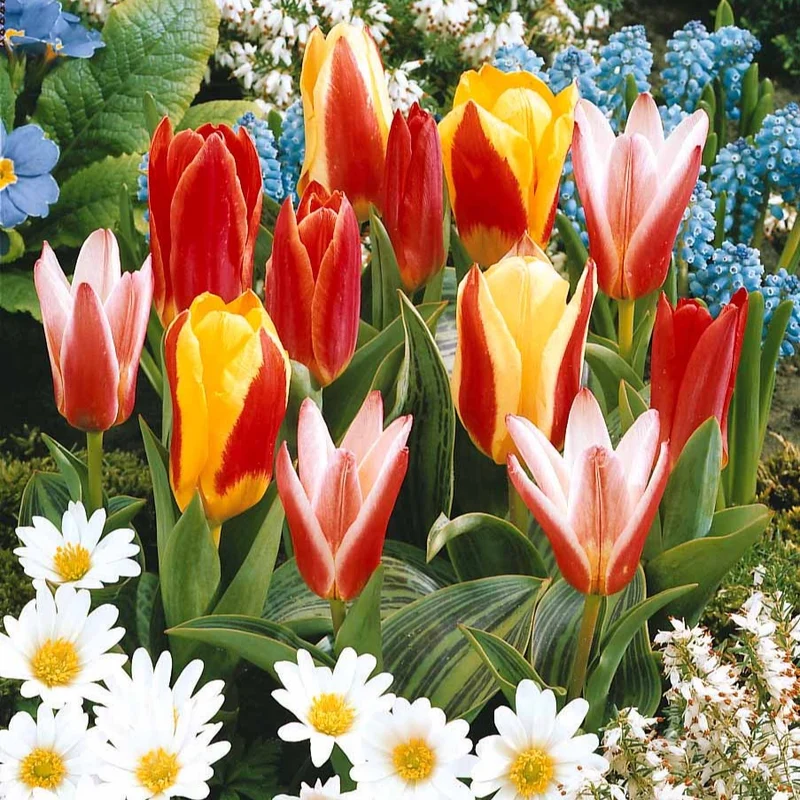 Collection 3 mois de 60 tulipes