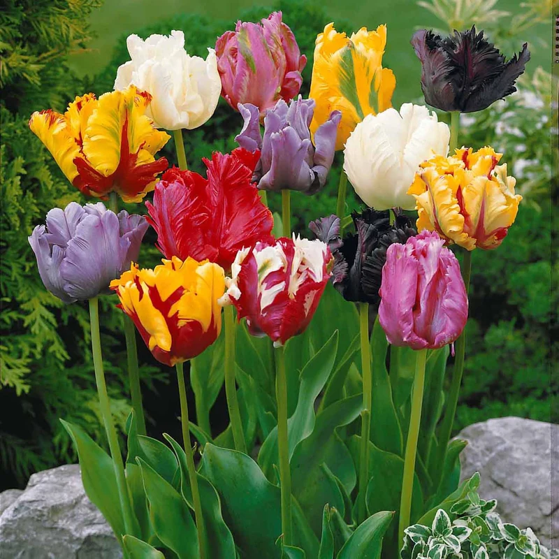 Collection 3 mois de 60 tulipes