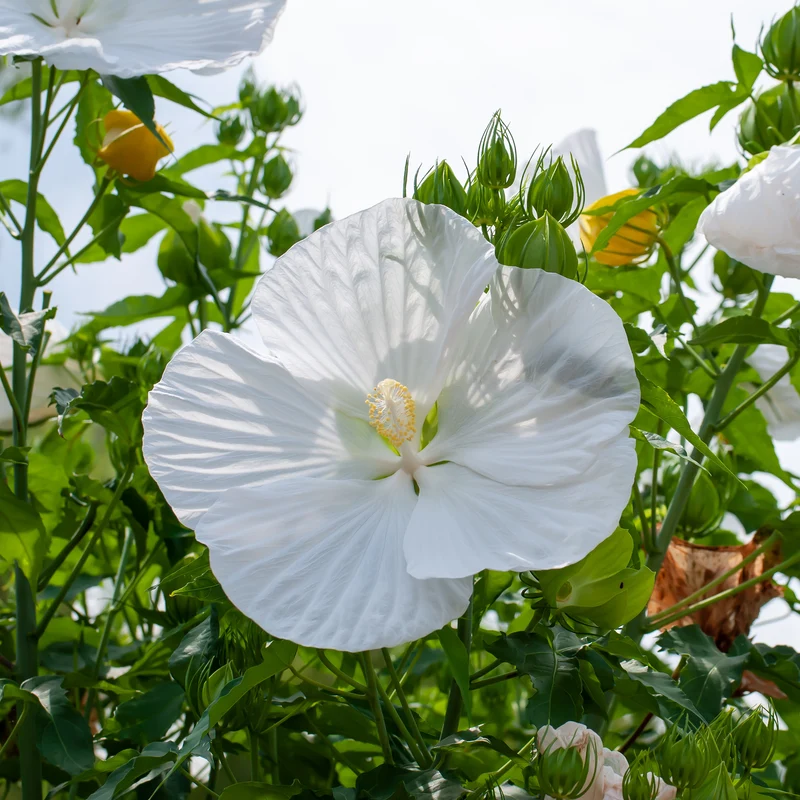 Hibiscus des marais Extreme Pure White