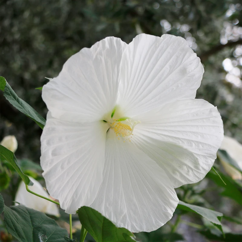 Hibiscus des marais Extreme Pure White