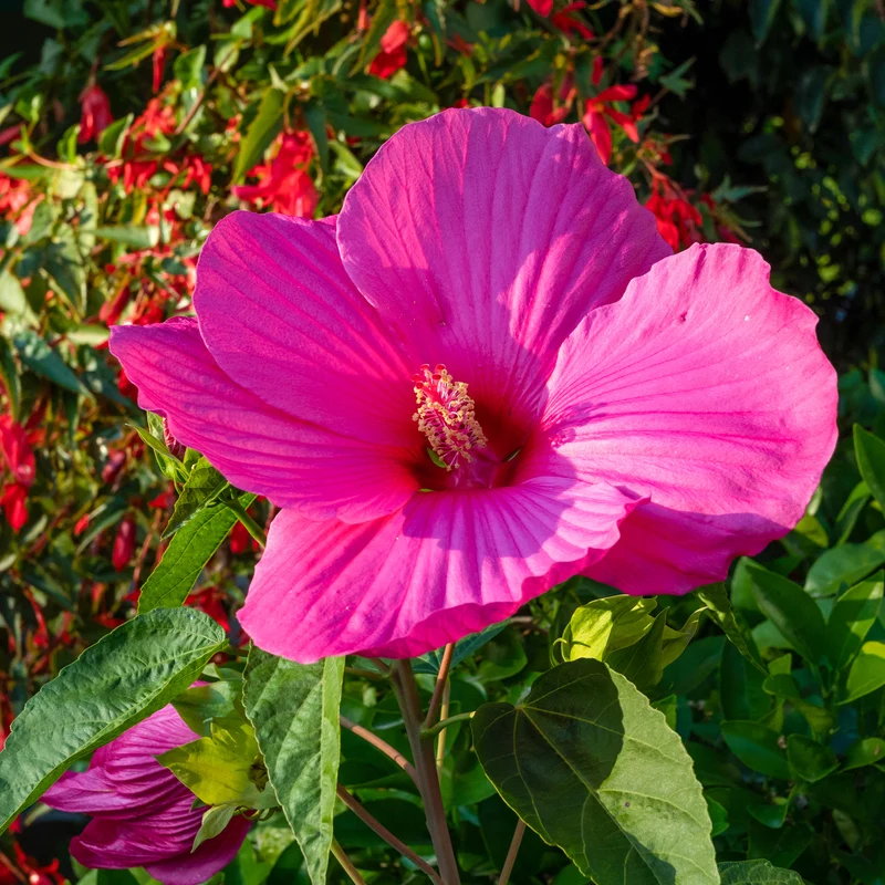 Hibiscus des marais Extreme Magenta ®
