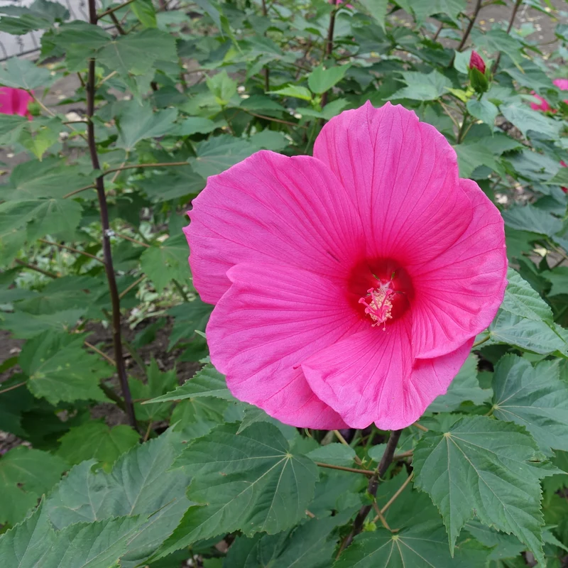 Hibiscus des marais Extreme Magenta ®
