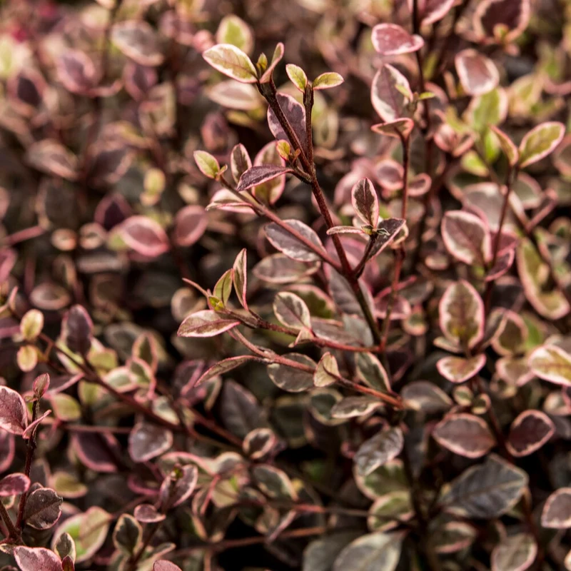 Lophomyrtus ralphii Little Star