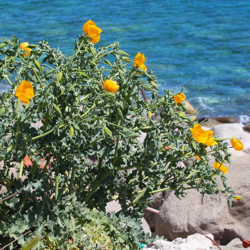 Glaucium flavum