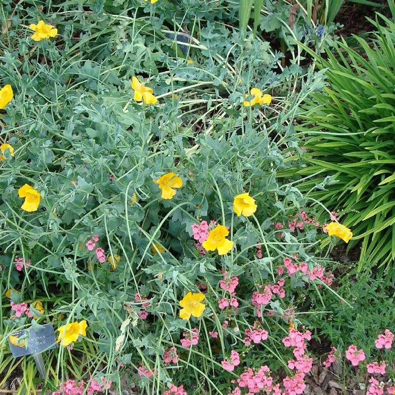 Glaucium flavum