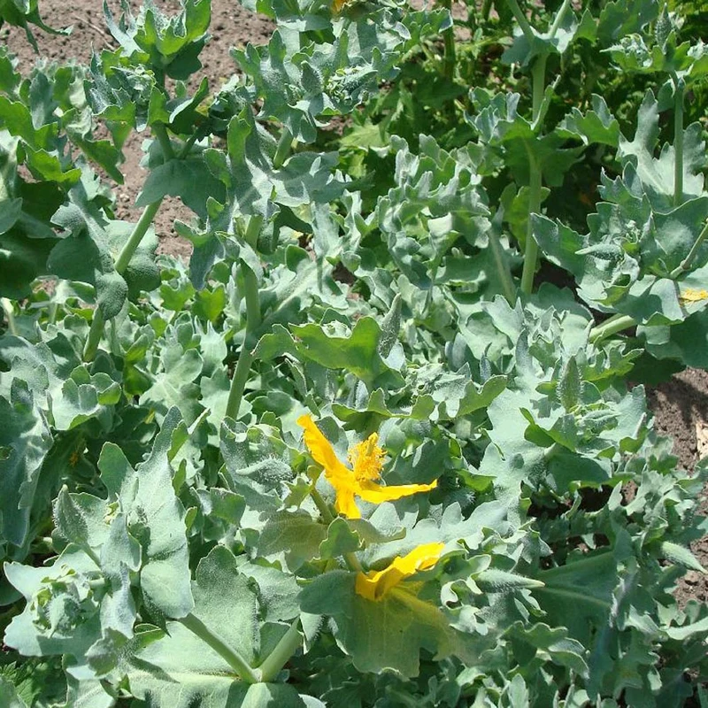 Glaucium flavum