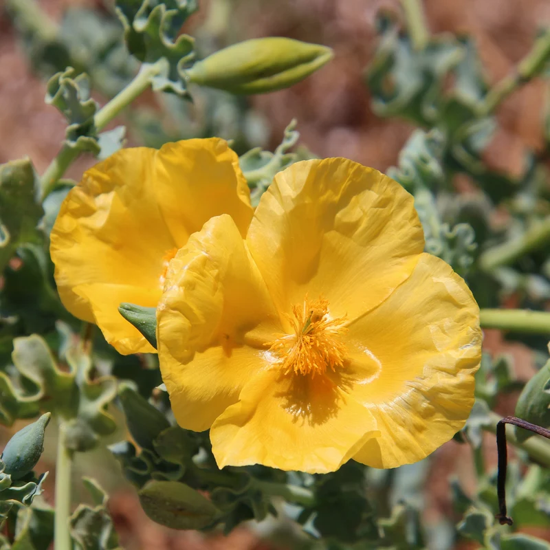 Glaucium flavum