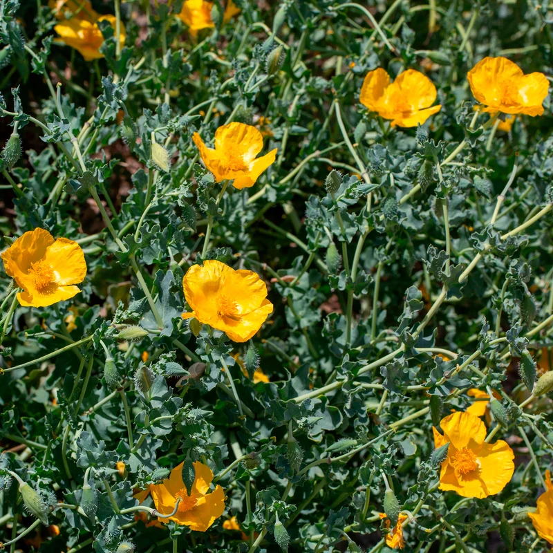 Glaucium flavum